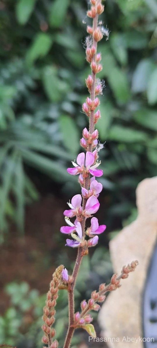 Polhillides velutina (Willd.) H.Ohashi & K.Ohashi